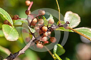 Fruits of Sichuan pepper, Zanthoxylum bungeanum