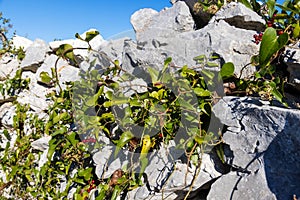 Fruits of the Smilax aspera