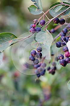 Fruits of snowy mespilus in garden