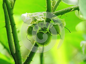 Fruits of Solanum ferox or Hairy Fruited Eggplant is bouquet on