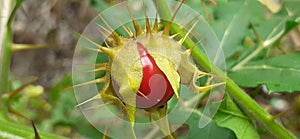 Fruits of Solanum Sisymbriifolium on Green Nature Background