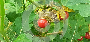 Fruits of Solanum Sisymbriifolium plant on Green Leaves Background