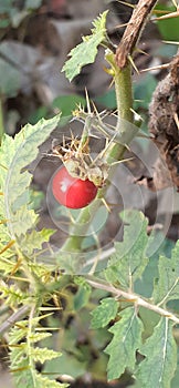 Fruits of Solanum Sisymbriifolium plant on Nature Background