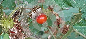 Fruits of Solanum Sisymbriifolium plant on Nature Background