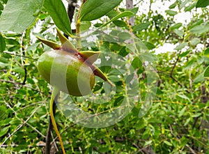 Fruits of Sonneratia alba hang on the tree.