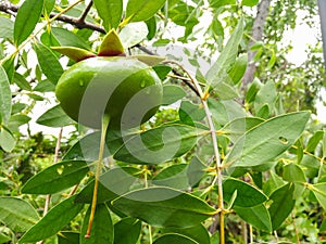 Fruits of Sonneratia alba hang on the tree.