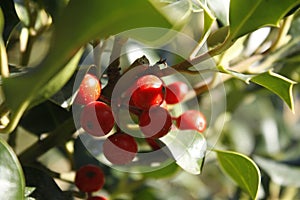 The fruits of spring