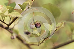 Fruits of Styrax japonicus