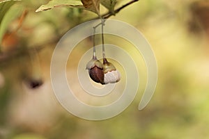 Fruits of Styrax japonicus