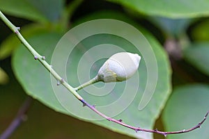Fruits of a Styrax obassia