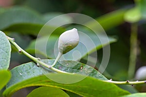 Fruits of a Styrax obassia