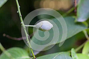 Fruits of a Styrax obassia
