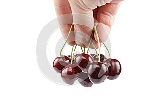 Fruits of sweet cherries in a hand