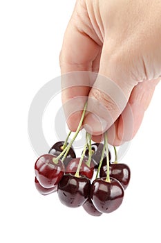 Fruits of sweet cherries in a hand