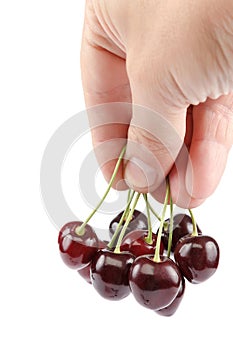 Fruits of sweet cherries in a hand