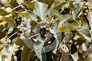 Fruits of a sycamore fig, Ficus sycomorus