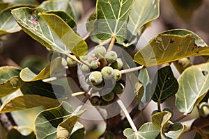 Fruits of a sycamore fig, Ficus sycomorus