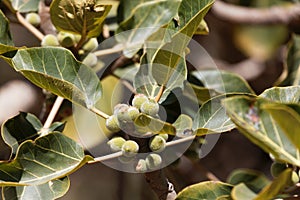 Fruits of a sycamore fig, Ficus sycomorus