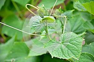 Snake gourd plant