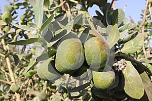 fruits of toxic apple of sodom tree (Calotropis procera)