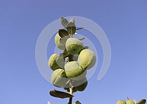 fruits of toxic apple of sodom tree (Calotropis procera)