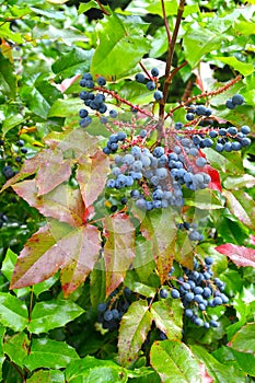 The fruits of the trailing mahonia Mahonia aquifolium Pursh Nutt