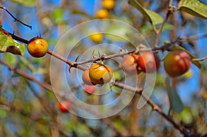 Fruits in tree