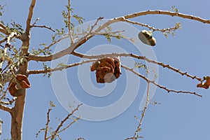 Fruits of an umbrella thorn acacia, Vachellia tortilis