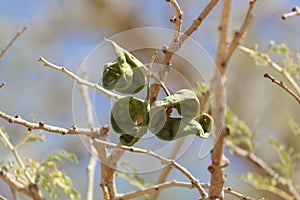 Fruits of an umbrella thorn acacia, Vachellia tortilis