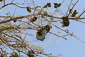 Fruits of an umbrella thorn acacia, Vachellia tortilis