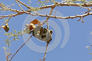 Fruits of an umbrella thorn acacia, Vachellia tortilis