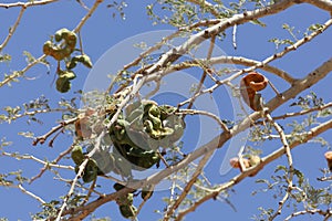 Fruits of an umbrella thorn acacia, Vachellia tortilis