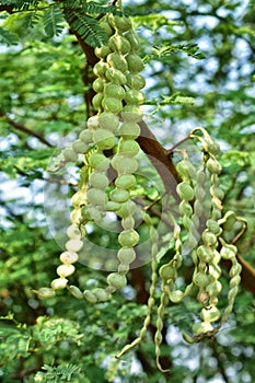 The fruits of Vachellia nilotica commonly known as gum arabic tree, babul, thorn mimosa, Egyptian acacia or thorny acacia is a