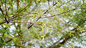 The Fruits of Vachellia nilotica commonly known as gum arabic tree, Babul, Thorn mimosa kikar tree. Thorny acacia is a tree in