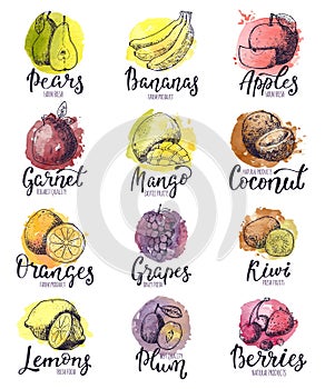 Fruits vector fruity apple banana and exotic mango with fresh slices and watercolor logo of tropical fruit with