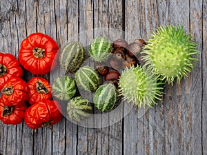 Red and green autumn fruits decoration