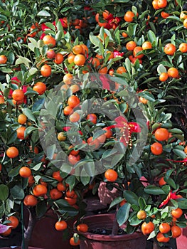 Fruits and vegetables for Celebration of Chinese New Year