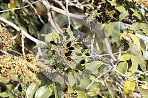 Fruits of a velvet tamarind Dialium guineense photo