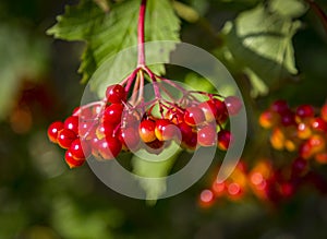 Fruits of viburnum - berries, even with a stretch, cannot be called delicious.