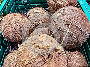 The fruits are voluminous drupes, commonly known as coconuts, weighing about 1 kg. photo