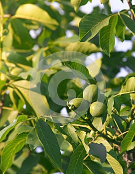 Fruits of a walnut on a tree in the rays of sunlight sunset