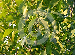 Fruits of a walnut on a tree in the rays of sunlight sunset