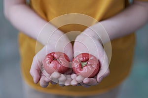 Fruits of a wax apple chompu