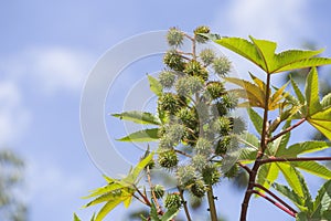 Fruits from which the castor oil is extracted, plant Ricinus communis