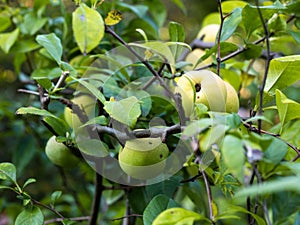 Fruits of wild apple Malus sylvestris ripening on apple tree branch during late summer or early autumn photo