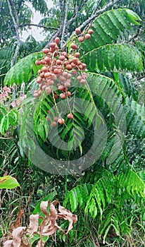 Fruits of wild jungle look like a leeche