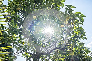 Fruits of wild lemon