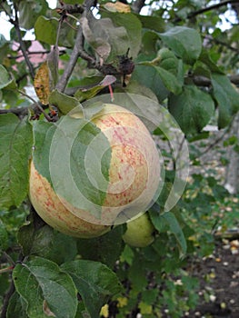 Ripe pink apples on the branches of an apple tree among the green foliage