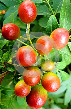 fruits from yellowish flower in the garden