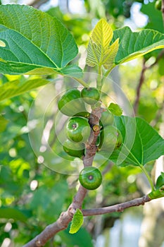 the fruits of young green figs on the branches of a tree.
